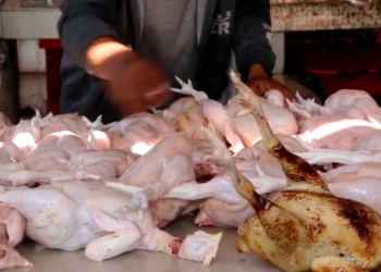 Harga daging ayam di Banda Aceh naik jelang Ramadhan