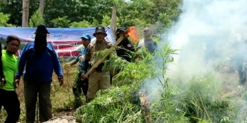 BNN Aceh musnahkan 3,5 hektar ladang ganja siap panen