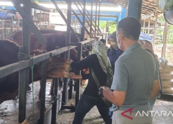 Kesiapan sapi di Rumah Potong Hewan (RPH) Banjarmasin. ANTARA/HO-Dokumentasi pribadi