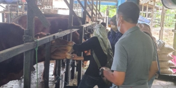 Kesiapan sapi di Rumah Potong Hewan (RPH) Banjarmasin. ANTARA/HO-Dokumentasi pribadi