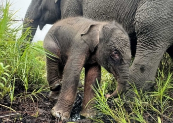 Seekor bayi gajah sumatera berjenis kelamin betina yang baru lahir di areal Pusat Latihan Gajah Resort Konservasi Wilayah XV Suaka Margasatwa Padang Sugihan, Banyuasin, Sumatera Selatan, Rabu (13/7/2022). (Foto: Dok. BKSDA Sumsel)