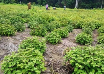Lahan pertanian nilam di Aceh