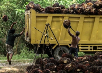 Para pekerja mendodos buah kelapa sawit yang telah memasuki masa panen di Kecamatan Darul Makmur, Nagan Raya, Aceh. (Foto: Fahzian Aldevan)