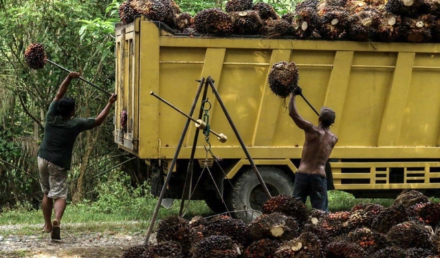 Para pekerja mendodos buah kelapa sawit yang telah memasuki masa panen di Kecamatan Darul Makmur, Nagan Raya, Aceh. (Foto: Fahzian Aldevan)