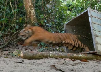 Dokumentasi - Harimau betina diberi nama Putroe Kapho keluar dari kandang saat dilepasliarkan di kawasan Taman Nasional Gunung Leuser. (Foto: Dok. BKSDA Aceh)
