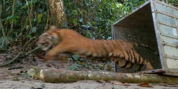 Dokumentasi - Harimau betina diberi nama Putroe Kapho keluar dari kandang saat dilepasliarkan di kawasan Taman Nasional Gunung Leuser. (Foto: Dok. BKSDA Aceh)