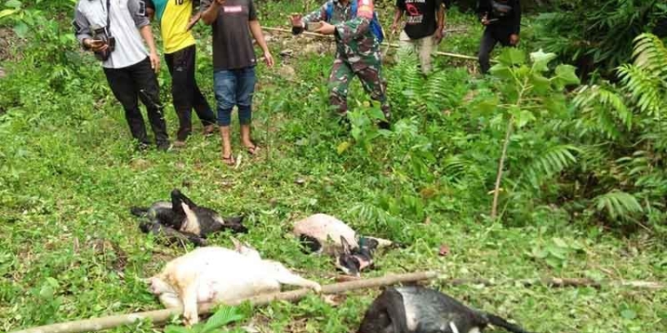 Ternak kambing mati setelah dimangsa harimau di Aceh Selatan, Sabtu (30/10/2021). ANTARA/HO/Hasyim