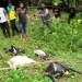 Ternak kambing mati setelah dimangsa harimau di Aceh Selatan, Sabtu (30/10/2021). ANTARA/HO/Hasyim