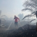 Total luas lahan terbakar di Riau mencapai 1.060,85 hektare. ANTARA/HO-BPD Riau