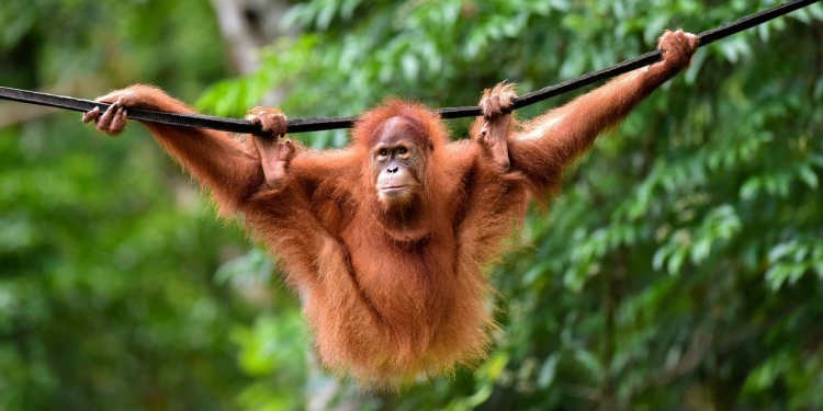 Ilustrasi - Balai Konservasi Sumber Daya Alam (BKSDA) Aceh melepasliarkan dua orangutan Sumatera bernama Keupok Rere dan Elaine di Cagar Alam Hutan Pinus Jantho, Aceh Besar. (Foto: Chaideer Mahyuddin/AFP)