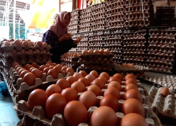 Ilustrasi telur di Banda Aceh. (Foto: Muhammad Fadhil)