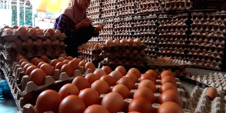 Ilustrasi telur di Banda Aceh. (Foto: Muhammad Fadhil)
