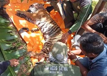 Tim BKSDA Aceh bersama mitra mengevakuasi harimau sumatra terkena jerat di Kabupaten Gayo Lues, Jumat (12/8/2022). (Foto: Dok. BKSDA)