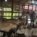 Ilustrasi Polisi mengecek hewan ternak di Provinsi Aceh yang terinfeksi penyakit mulut dan kuku (PMK). (Foto: Dok. Polda Aceh)