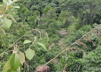Penggiringan gajah liar kembali ke hutan dari perkebunan warga di Gampong Riweuk Kecamatan Sakti Kabupaten Pidie. ANTARA/HO-CRU Mila