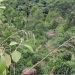 Ilustrasi. Penggiringan gajah liar kembali ke hutan dari perkebunan warga di Gampong Riweuk Kecamatan Sakti Kabupaten Pidie. ANTARA/HO-CRU Mila