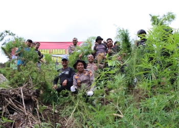 Aparat kepolisian menemukan empat hektare ladang  ladang di Kabupaten Aceh Besar, Aceh. (Foto: Ist)