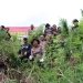 Aparat kepolisian menemukan empat hektare ladang  ladang di Kabupaten Aceh Besar, Aceh. (Foto: Ist)
