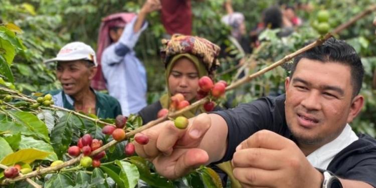 Kepala Dinas Kebudayaan dan Pariwisata (Disbudpar) Aceh, Almunizal Kamal, saat ikut melakukan panen kopi pada Festival Panen Kopi Gayo, di Desa Atu Lintang, Pegasing, Aceh Tengah, Sabtu (3/9/2022). (Foto: Ist)