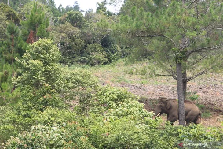 Ilustrasi gajah liar. (Foto: Antara) 