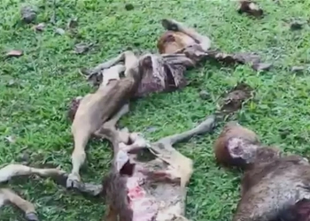 Tangkapan layar video kondisi sejumlah ternak mati diduga diserang anjing hutan, di Aceh Besar, Sabtu (15/10/2022) (ANTARA/HO)