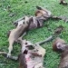 Tangkapan layar video kondisi sejumlah ternak mati diduga diserang anjing hutan, di Aceh Besar, Sabtu (15/10/2022) (ANTARA/HO)