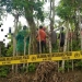 Korban gantung diri di pohon di kebun warga Trienggadeng Kabupaten Pidie Jaya. (ANTARA/ HO)