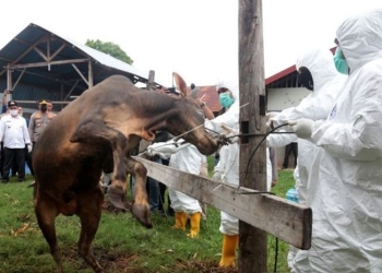 Arsip - Petugas Satuan Tugas Penanganan Penyakit Mulut dan Kuku (Satgas PMK) melakukan penyuntikan vaksin terhadap sapi milik warga di Banda Aceh, Aceh, Jumat (29/7/2022). (ANTARA FOTO/Irwansyah Putra).
