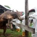Arsip - Petugas Satuan Tugas Penanganan Penyakit Mulut dan Kuku (Satgas PMK) melakukan penyuntikan vaksin terhadap sapi milik warga di Banda Aceh, Aceh, Jumat (29/7/2022). (ANTARA FOTO/Irwansyah Putra).