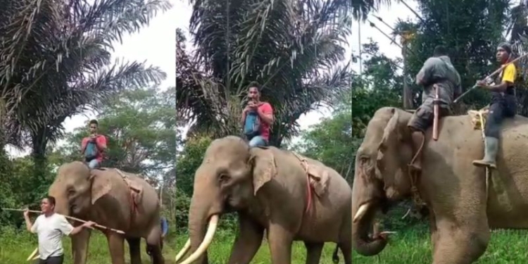 Gajah jinak dari CRU Meulaboh sedang bergerak mennggiring gajah liar di hutan kawasan Pidie. (Kamis,13/10/2022) (ANTARA/ HO-Polsek Sakti)