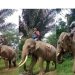 Gajah jinak dari CRU Meulaboh sedang bergerak mennggiring gajah liar di hutan kawasan Pidie. (Kamis,13/10/2022) (ANTARA/ HO-Polsek Sakti)