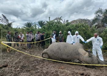Tim gabungan dari Polsek Serbajadi, Koramil 01/PNR, Forum Konservasi Leuser (FKL), dan perangkat Gampong Sri Mulya mendatangi lokasi kematian gajah pada Sabtu (15/10/2022) pagi. (Dok. Ist).