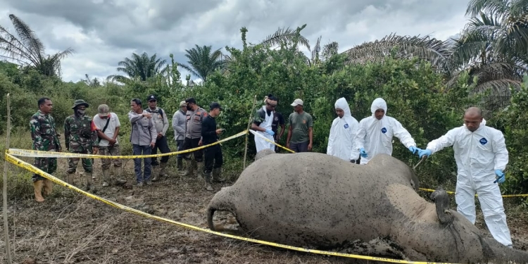 Tim gabungan dari Polsek Serbajadi, Koramil 01/PNR, Forum Konservasi Leuser (FKL), dan perangkat Gampong Sri Mulya mendatangi lokasi kematian gajah pada Sabtu (15/10/2022) pagi. (Dok. Ist).