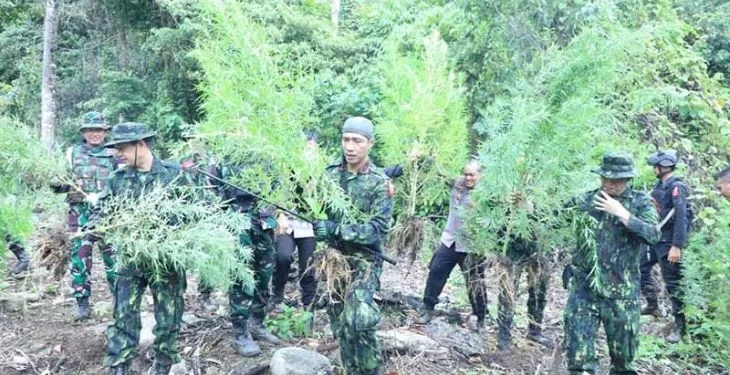 Petugas BNN mencabut tanaman ganja untuk selanjutnya dibakar di Aceh Selatan, Sabtu (22/10/2022). ANTARA/HO/Humas BNN RI