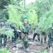 Petugas BNN mencabut tanaman ganja untuk selanjutnya dibakar di Aceh Selatan, Sabtu (22/10/2022). ANTARA/HO/Humas BNN RI