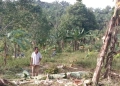 Warga melihat tanaman pisang yang diamuk kawanan gajah di Gampong Seumanah Jaya, Ranto Peureulak, Aceh Timur. (ANTARA/HO)