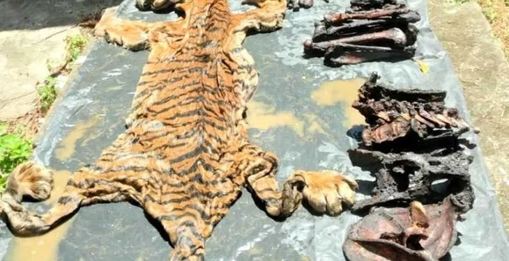 Barang bukti kulit harimau dan bagian tubuhnya yang diamankan dalam operasi peredaran tumbuhan dan satwa liar di Kabupaten Bener Meriah, Aceh. ANTARA/HO/Balai Pengamanan dan Gakkum Wilayah Sumatera