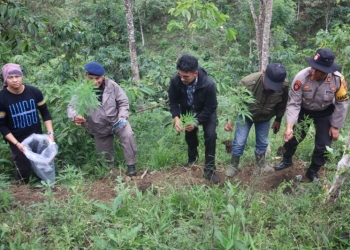Tim gabungan mencabuti ratusan batang tanaman ganja yang ditemukan di Desa Air Rusa, Kecamatan Sindang Dataran, Kabupaten Rejang Lebong. ANTARA/HO-Polres Rejang Lebong