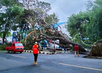 BPBD Kota Sabang melakukan pembersihan pohon tumbang di depan Kantor Wali Kota Sabang, Kamis (22/12/2022). (Dok. Humas Kota Sabang)