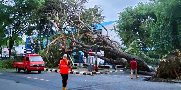 BPBD Kota Sabang melakukan pembersihan pohon tumbang di depan Kantor Wali Kota Sabang, Kamis (22/12/2022). (Dok. Humas Kota Sabang)