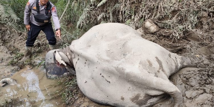 Kapolres Aceh Timur, AKBP Andy Rahmansyah tinjau lokasi kematian gajah di CRU Serbajadi. (Dok. Polisi)