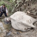 Kapolres Aceh Timur, AKBP Andy Rahmansyah tinjau lokasi kematian gajah di CRU Serbajadi. (Dok. Polisi)