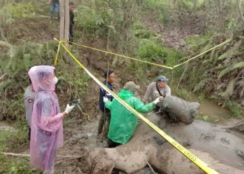 Tim kesehatan hewan BKSDA Aceh melakukan nekropsi terhadap bangkai gajah Lilik yang mati akibat diserang gajah liar di CRU Serbajadi di Gampong Bunin, Kabupaten Aceh Timur, Senin (26/12/2022). ANTARA/HO
