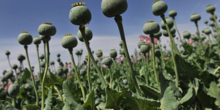 Gambar Opium. Antara obat dan racun. (Google.Co.Id/Dok)