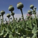 Gambar Opium. Antara obat dan racun. (Google.Co.Id/Dok)