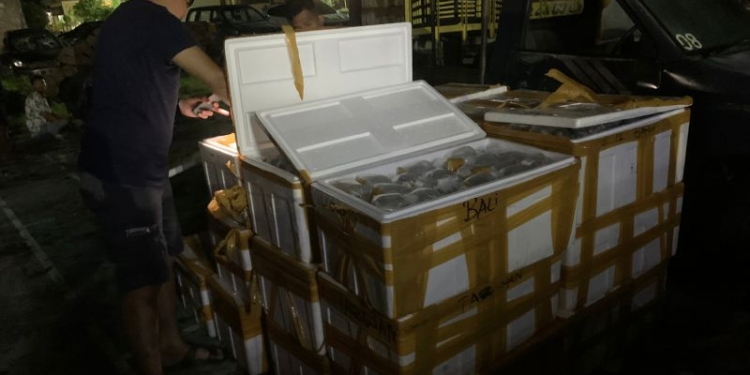 Petugas kepolisian berseragam bebas memeriksa terumbu karang dalam kotak gabus yang terungkap dalam aksi penyelundupan dengan memanfaatkan jasa ekspedisi jalur darat di Kota Bima, NTB, Jumat (19/1/2023). (ANTARA/HO-Polres Bima Kota)