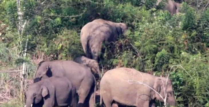 Dokumentasi - Kawanan gajah sumatra liar berada di kebun warga di Desa Negeri Antara, Kecamatan Pintu Rime, Kabupaten Bener Meriah, Aceh. (ANTARA FOTO/Irwansyah Putra)