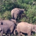Dokumentasi - Kawanan gajah sumatra liar berada di kebun warga di Desa Negeri Antara, Kecamatan Pintu Rime, Kabupaten Bener Meriah, Aceh. (ANTARA FOTO/Irwansyah Putra)