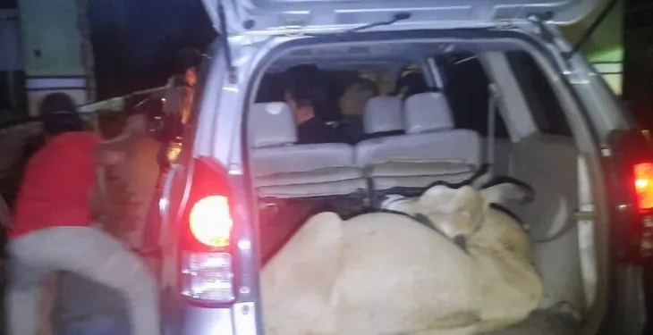 Ternak hasil curian tiga pelaku masih di dalam mobil (ANTARA/HO-Dok Humas Polres Agam)