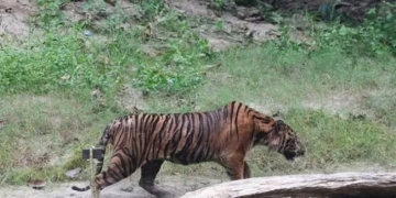 Dokumentasi - Harimau sumatra diberi nama Lhokbe saat dilepasliarkan di Taman Nasional Gunung Leuser, Aceh. (ANTARA/HO-BKSDA Aceh)